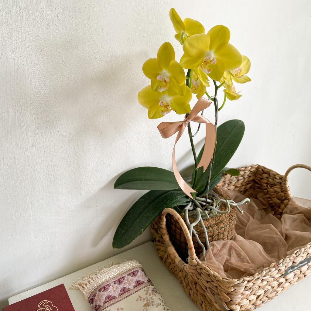 Djamila Hampers view 3