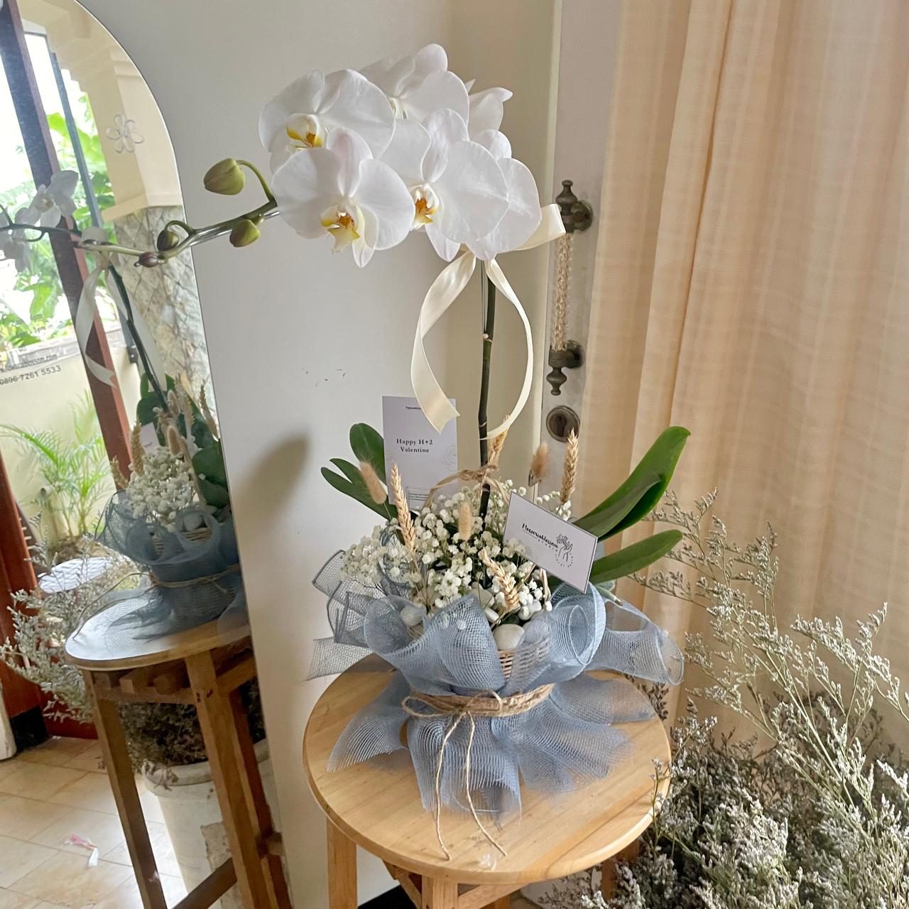 Orchid plant 1 stem (with Baby's Breath) bouquet